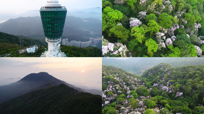 深圳梧桐山与毛绵杜鹃花航拍4K