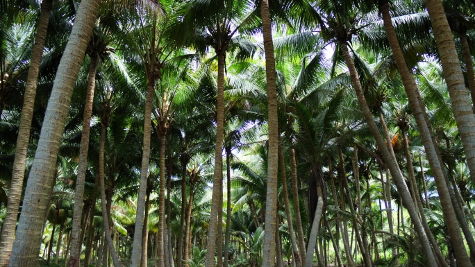 椰林椰树椰子树树林海边椰林婚纱摄影基地实