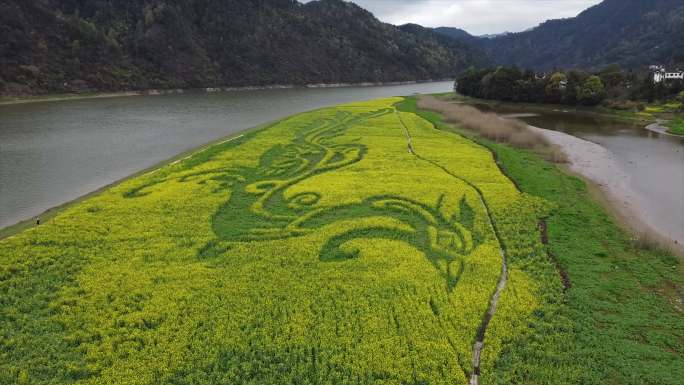 歙县坡山村云海安徽皖南山村航拍油菜花