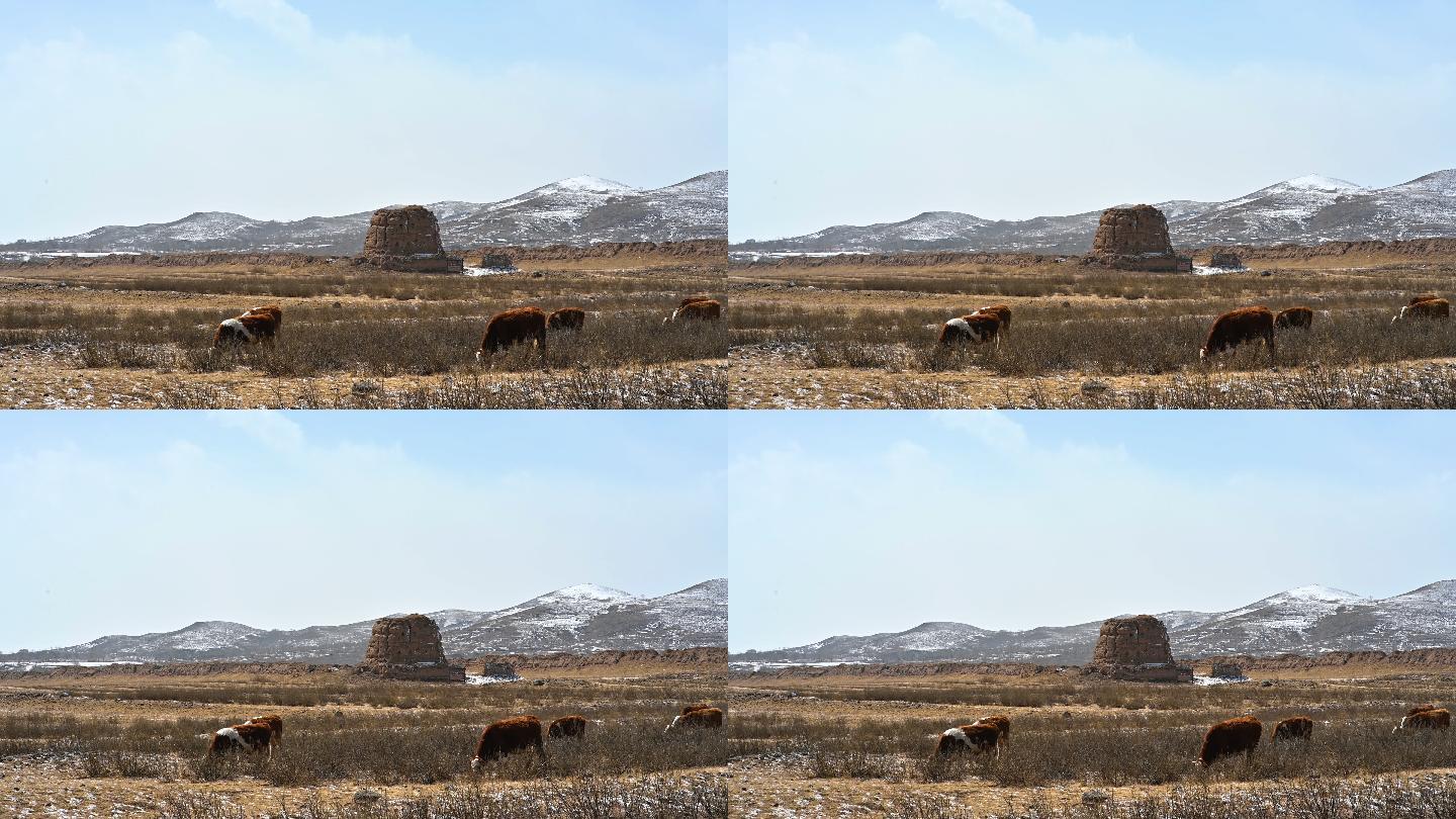 4K大同左云保安堡汉亭障冬季牧牛常规视频
