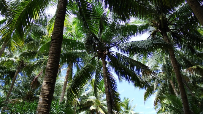 椰林椰树三亚海南空镜头实拍4k