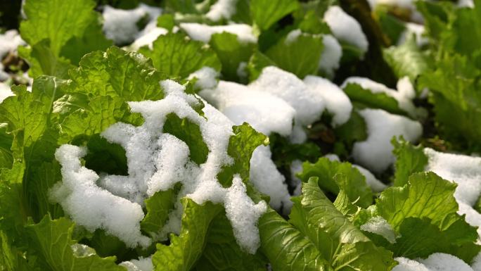 冬去春来青菜上的冰雪融化