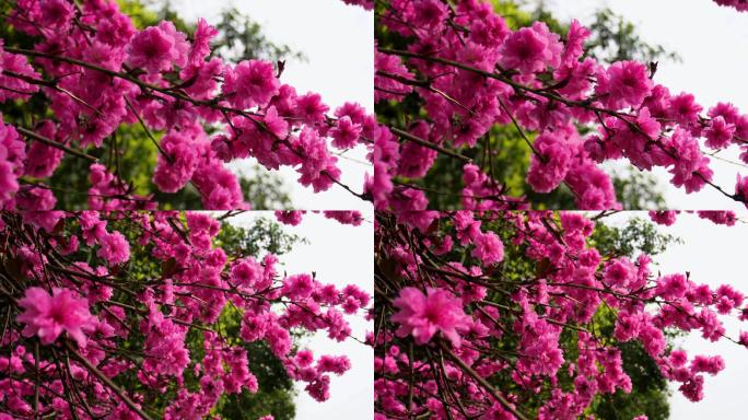 春天桃花拍摄