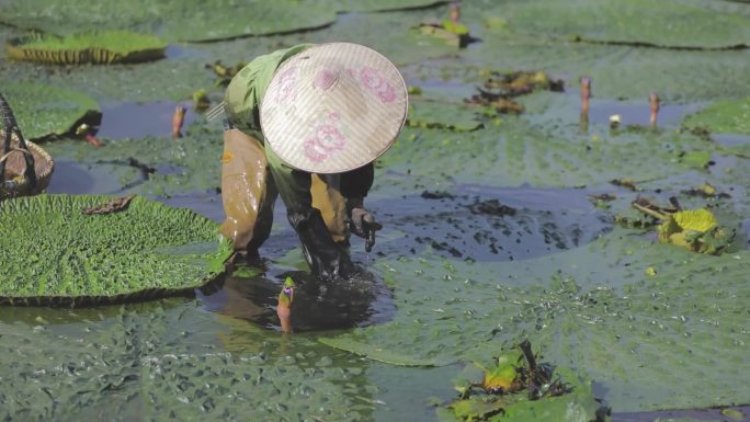 鸡头米种植采摘芡实