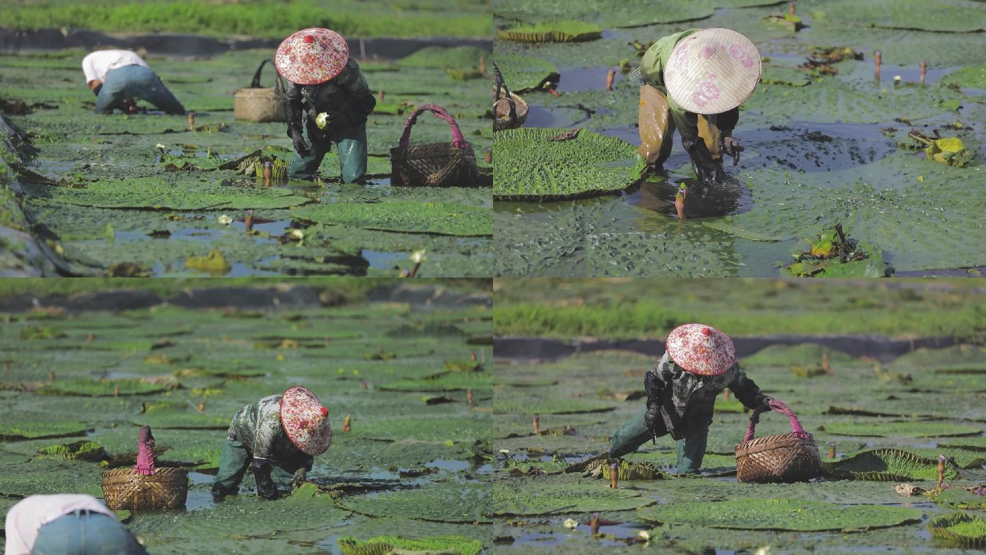 鸡头米种植采摘芡实