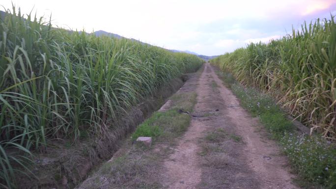 甘蔗地路边的甘蔗林