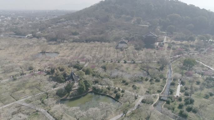 苏州西山林屋洞梅海梅花航拍