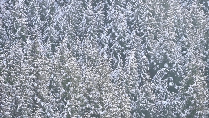 山乡下雪树林白雪覆盖树枝山村雪景