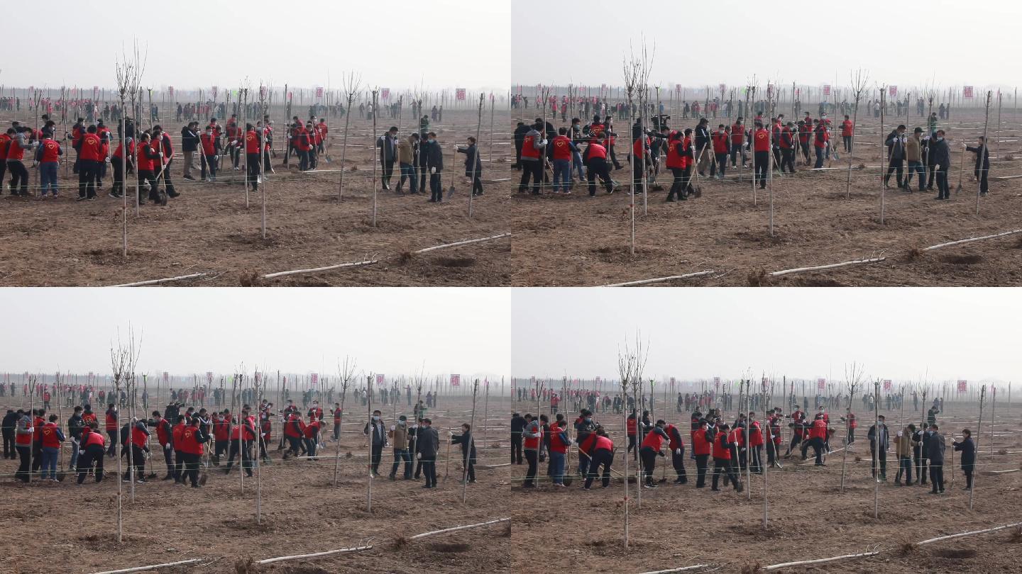 3月12日植树节植树造林志愿者