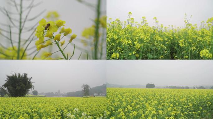 油菜花108050p