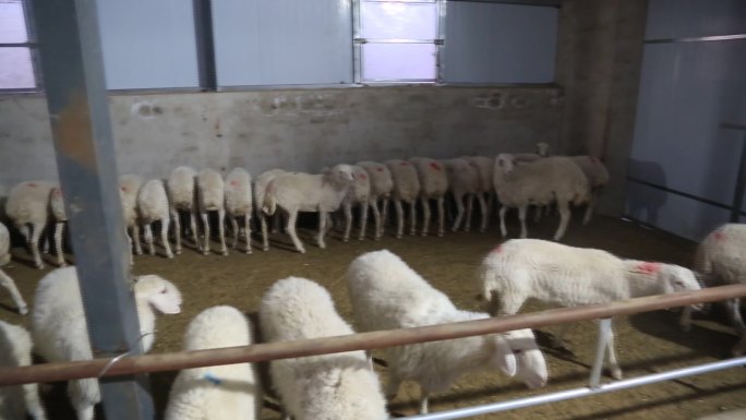 绵羊在羊舍大棚内悠闲地吃着草料