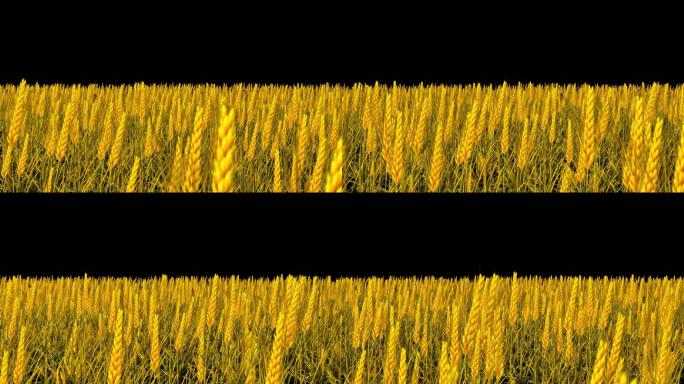金色麦子-无缝循环带透明通道