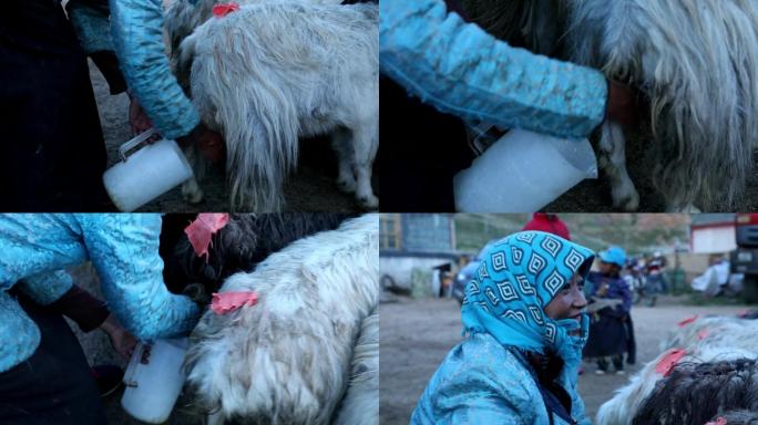 西藏藏北当地藏民挤山羊奶