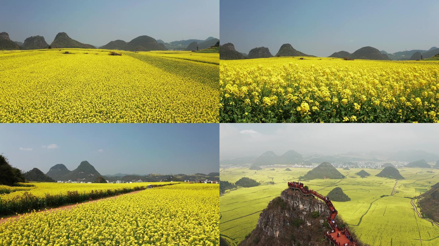 【4k】云南罗平金鸡田油菜花航拍