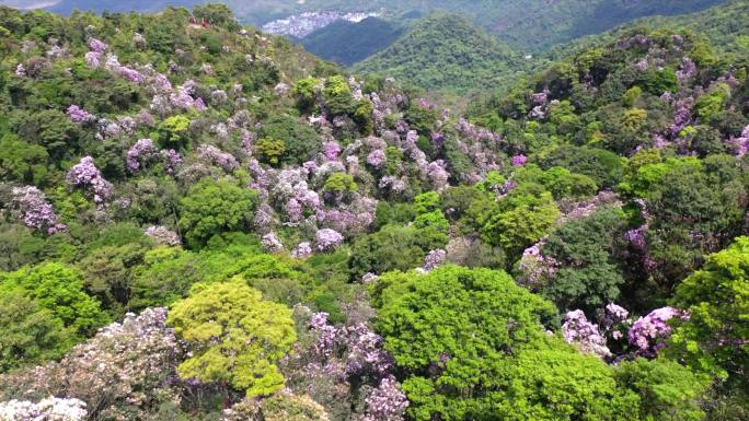 深圳梧桐山杜鹃花海