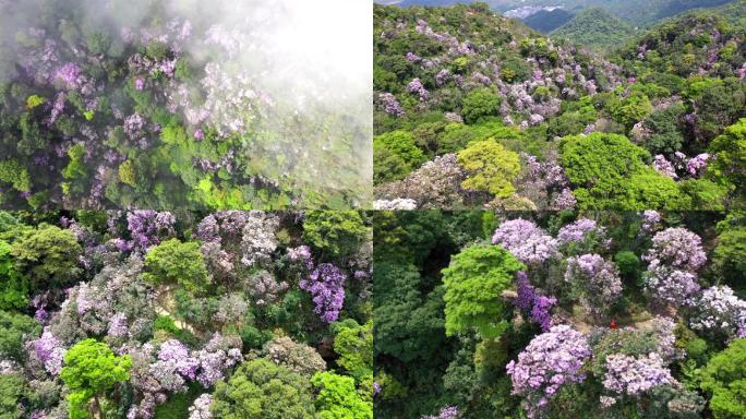 深圳梧桐山杜鹃花海