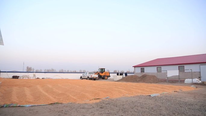 秋天农民在空地上晾晒丰收的大量玉米粒