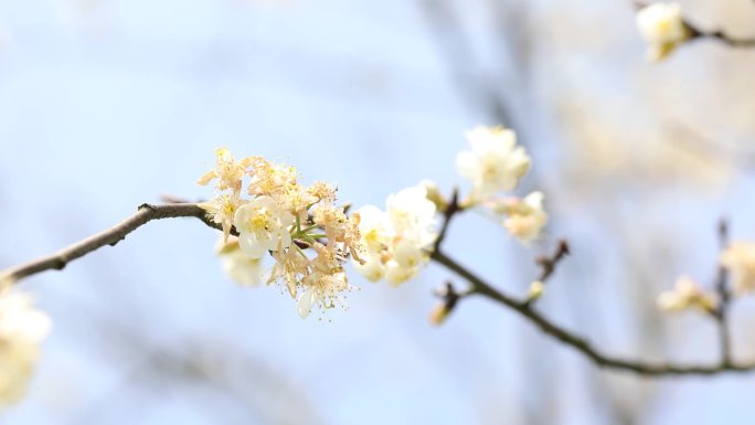 4K各种春花樱花海棠花铜钱草等