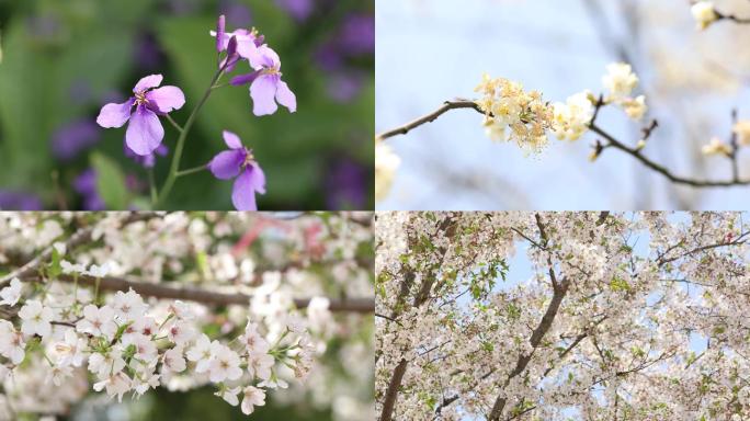 4K各种春花樱花海棠花铜钱草等