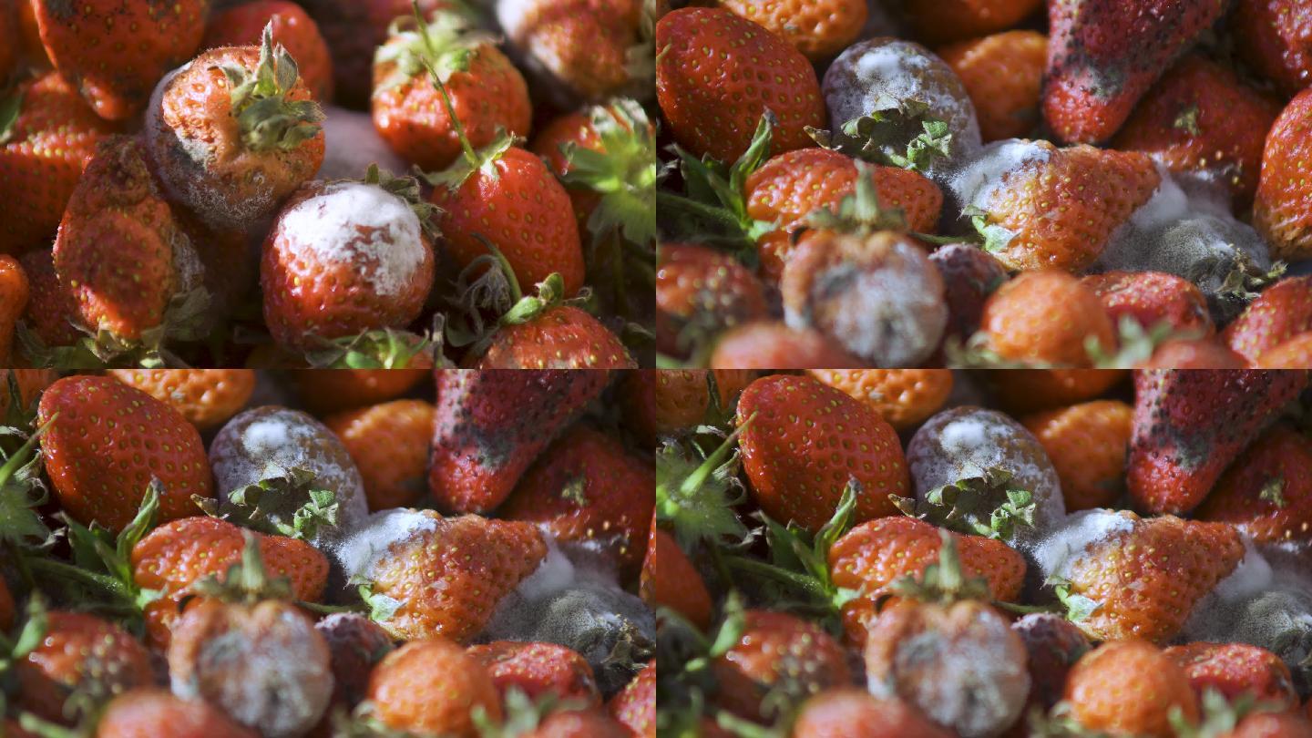 腐烂的草莓丨4K丨原创实拍