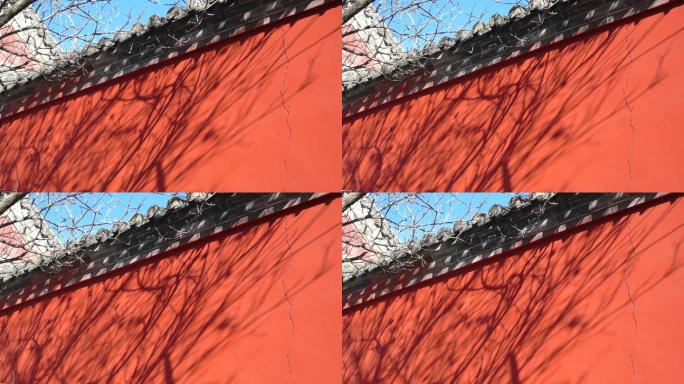 4K红墙树影-光影斑驳光影流转唯美意境