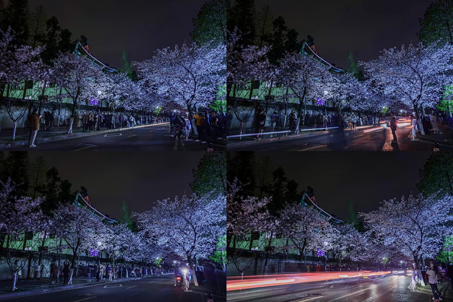 江苏南京古鸡鸣寺樱花大道延时摄影