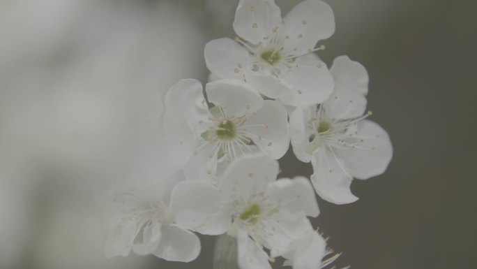 李子树花朵丨Slog3丨原始素材