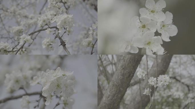 李子树花朵丨Slog3丨原始素材