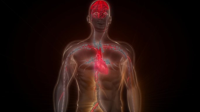 血液中的毒素被代谢出体外血液畅通心脑健康