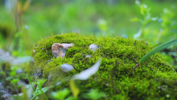 石头上的青苔绿藓