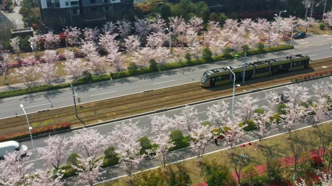 4K樱花有轨电车风景航拍