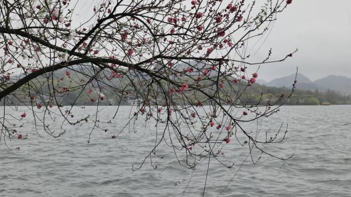 西湖春天湖景