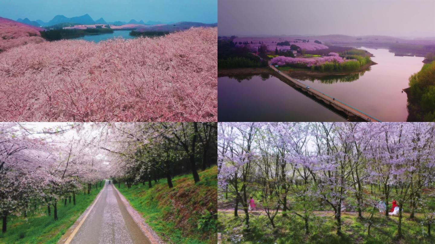 平坝樱花农场航拍素材