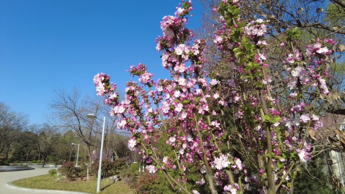 春天-海棠花开