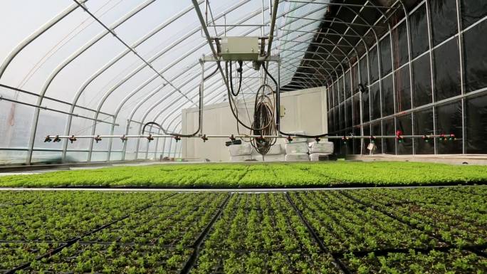 【合集】种植大棚自动喷淋喷灌系统蔬菜种植