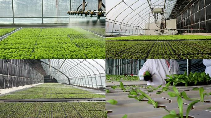 【合集】种植大棚自动喷淋喷灌系统蔬菜种植