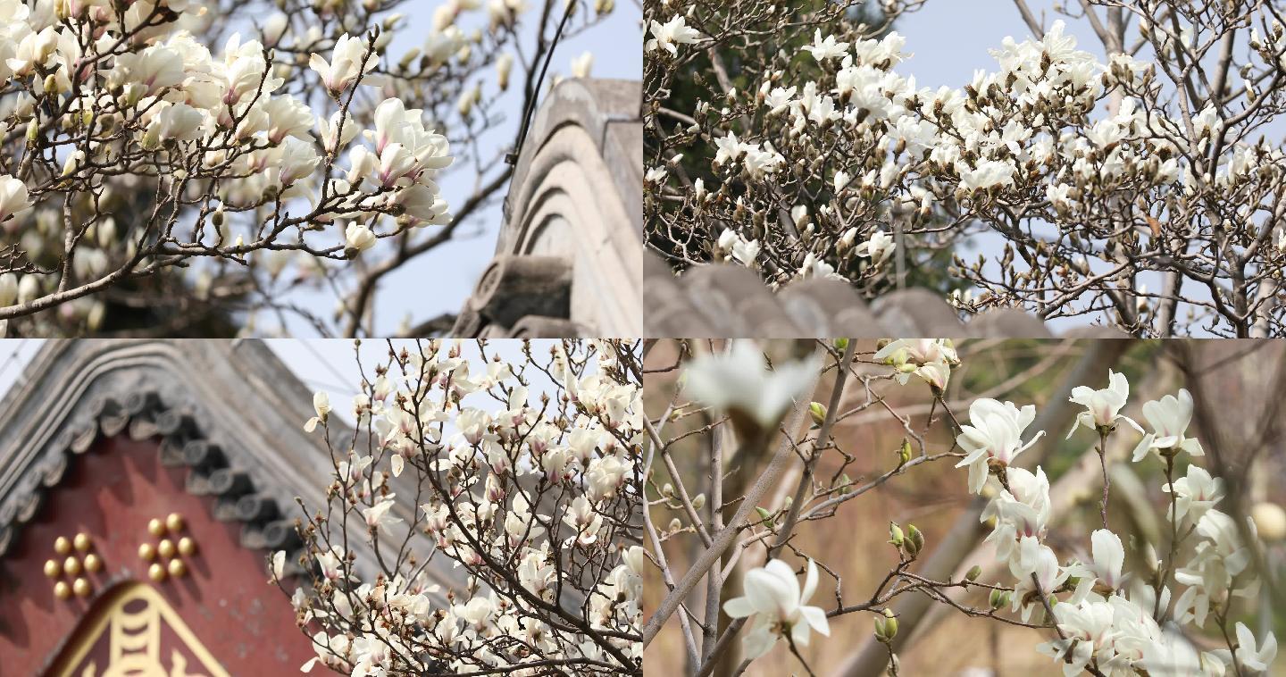 玉兰花，古建筑，颐和园，春天