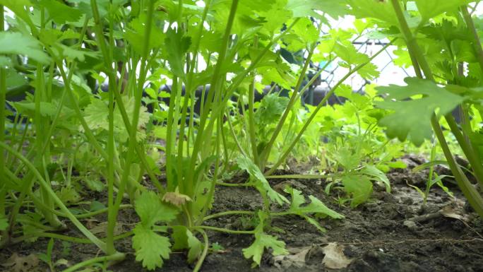 香菜种植实拍特写