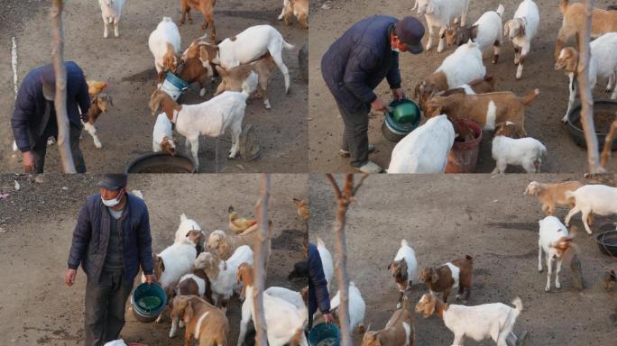 农村家庭养羊，山羊养殖