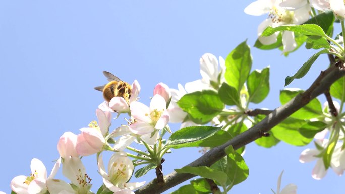 4K实拍春天风吹苹果花朵蜜蜂采蜜5组