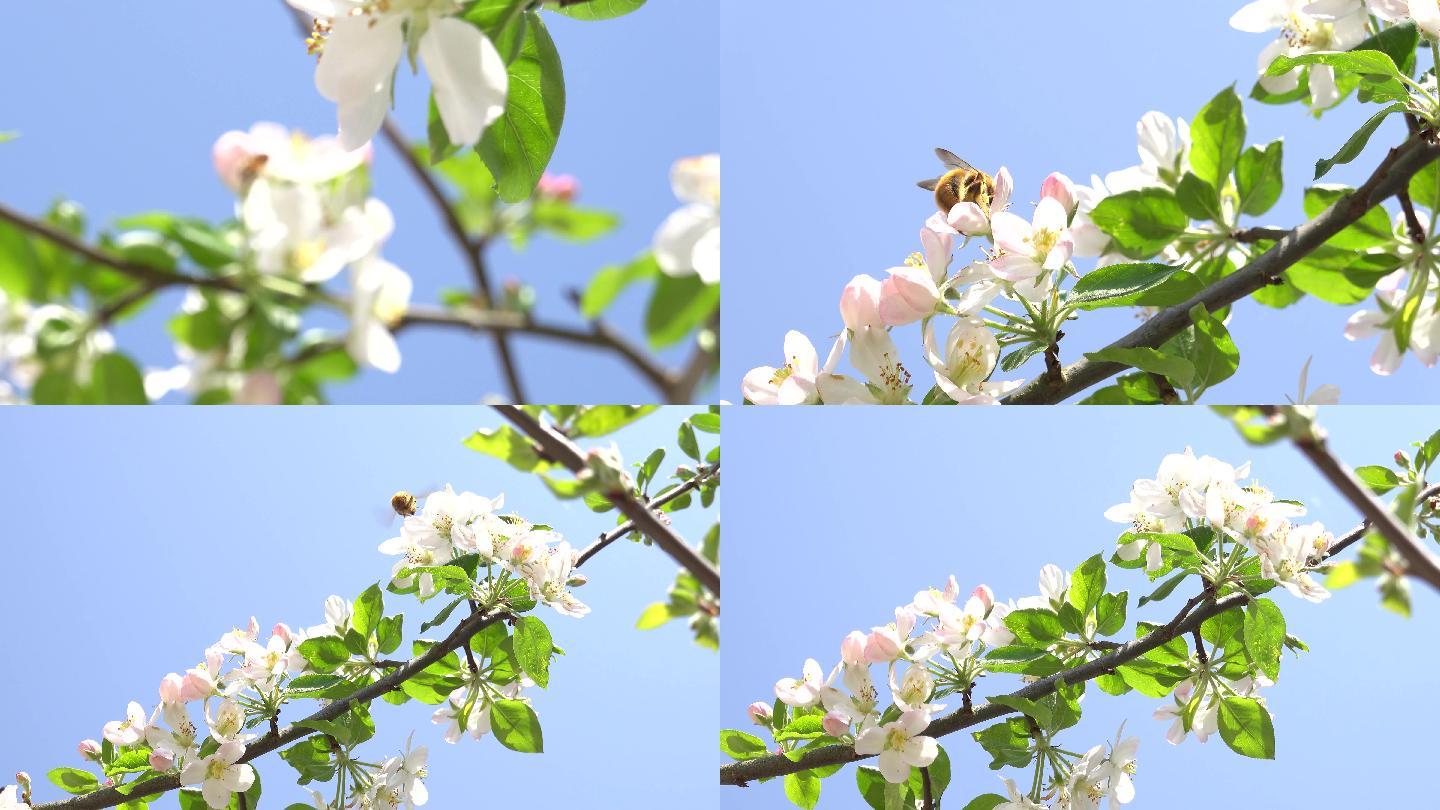 4K实拍春天风吹苹果花朵蜜蜂采蜜5组