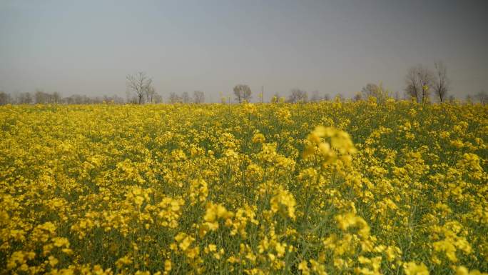 大片油菜花田油菜花盛开农业观光