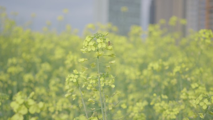 春天油菜花4K素材