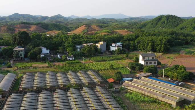 农村蔬菜大棚种植