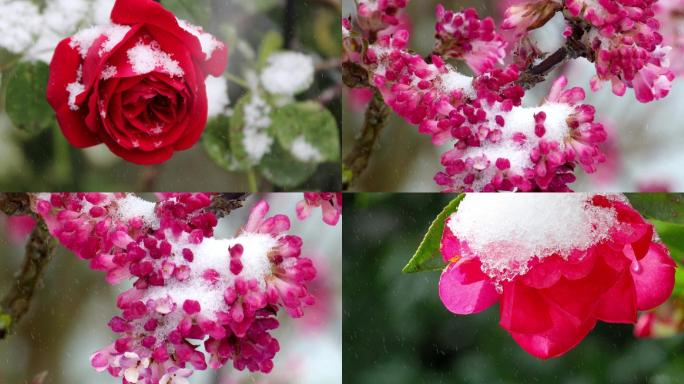 冬天风雪下的梅花红玫瑰茶花