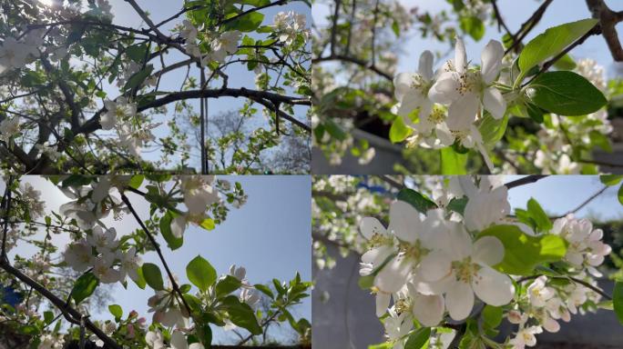 5组苹果花4K实拍