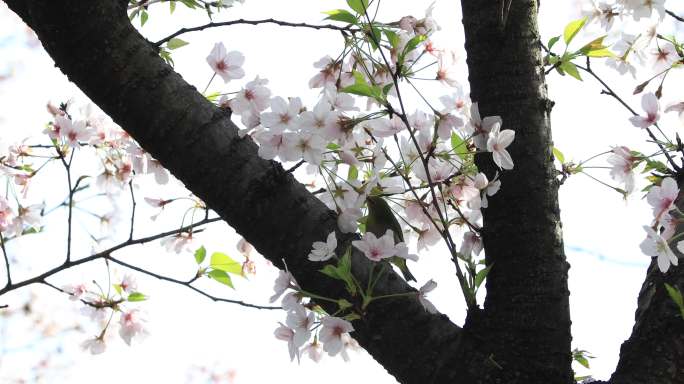 春天樱花和绣眼鸟空镜