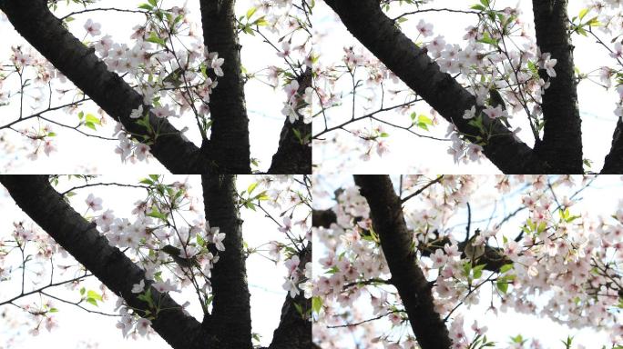 春天樱花和绣眼鸟空镜