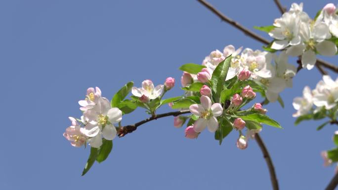 4K实拍春天风吹山楂花朵蜜蜂采蜜10组