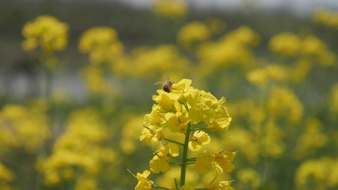 4K实拍蜜蜂在油菜花采蜜特写花蕊